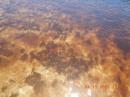 Brown algae in the water: Cat island